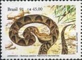 Jararaca (Bothrops jararaca)