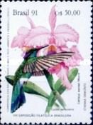 White-vented Violetear (Colibri serrirostris)