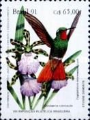 Brazilian Ruby (Clytolaema rubricauda), Orchid (Zygopetalum)