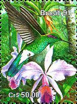 White-vented Violetear (Colibri serrirostris), Warner's Catt