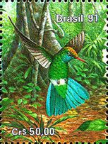 Glittering-bellied Emerald (Chlorostilbon aureoventris puche