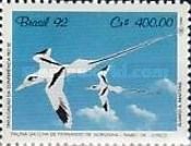 White-tailed Tropicbird (Phaethon lepturus)
