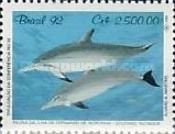 Spinner Dolphin (Stenella longirostris)