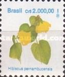 Hibiscus pernambucensis