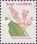 Triplaris surinamensis