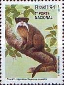 Emperor Tamarin (Saguinus imperator)