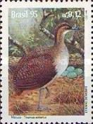 Solitary Tinamou or Macuco (Tinamus solitarius)
