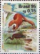 Giant Otter (Pteronura brasiliensis), White-faced Ibis