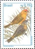 Saffron Finch (Sicalis flaveola)