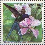 Swallow-tailed Hummingbird (Eupetomena macroura)