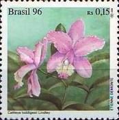 Cattleya loddigesii