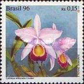 Cattleya eldorado