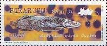 Pirarucu (Arapaima gigas)