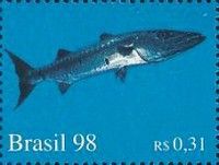 Great Barracuda (Sphyraena barracuda)