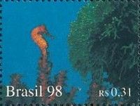 Sea Horse
