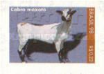 Moxotó-Goat (Capra hircus)