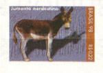 Jegue Donkey (Equus asinus asinus)