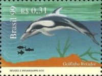 Striped Dolphin (Stenella coeruleoalba)