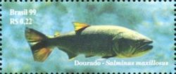 Dorado (Salminus maxillosus)