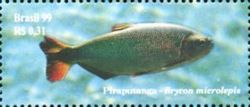 Piraputanga (Brycon microlepis)