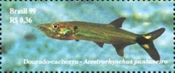 Pike Characin (Acestrorhynchus pantaneiro)