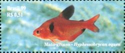 Jewel Tetra (Hyphessobrycon eques) 