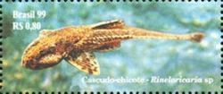 Whiptail Catfish (Rineloricaria sp.)