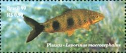 Piaçu (Leporinus macrocephalus)
