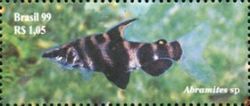 Headstander (Abramites sp.)