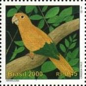 Golden Parakeet (Guaruba guarouba)