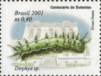 Coffee Borer (Dirphia sp.)