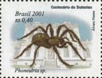 Spider (Phoneutria sp.)