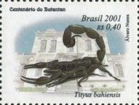 Scorpion (Tityus bahiensis)