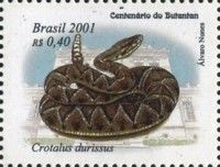 Cascabel Rattlesnake (Crotalus durissus)