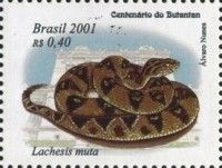 South American Bushmaster (Lachesis muta)