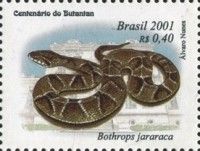Jararaca (Bothrops jararaca)
