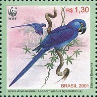 Hyacinth Macaw (Anodorhynchus hyacinthinus)
