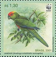 Sun Parakeet (Aratinga solstitialis auricapilla)
