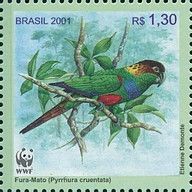 Ochre-marked Parakeet (Pyrrhura cruentata)