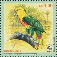 Yellow-faced Parrot (Amazona xanthops)