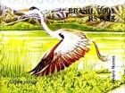Cocoi Heron (Ardea cocoi)