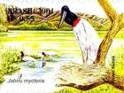 Jabiru (Jabiru mycteria)