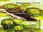Barred Catfish (Pseudoplatystoma fasciatum)