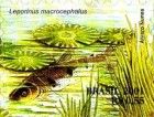 Piaussu (Leporinus macrocephalus)
