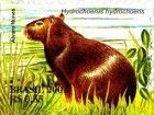 Greater Capybara (Hydrochoerus hydrochaeris)