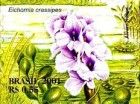 Common Water Hyacinth (Eichhornia crassipes)