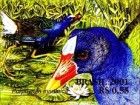 Purple Gallinule (Porphyrula martinica)