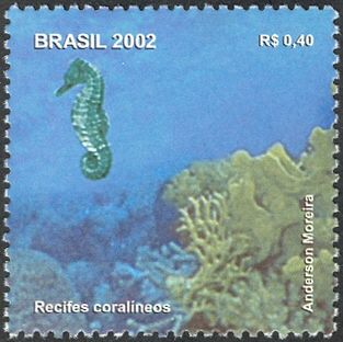 Seahorse (Hippocampus sp.), Corals