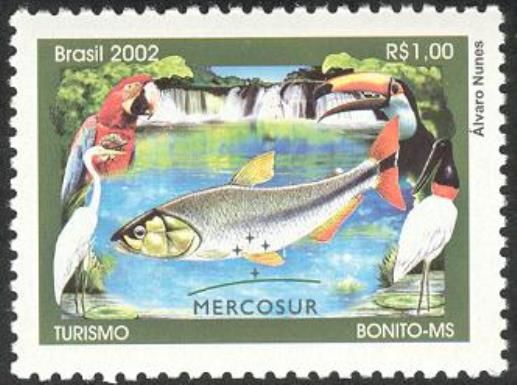Scarlet Macaw, Toco Toucan, Great Egret, Jabiru, Piraputanga