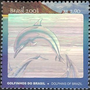 Spinner Dolphin (Stenella longirostris)